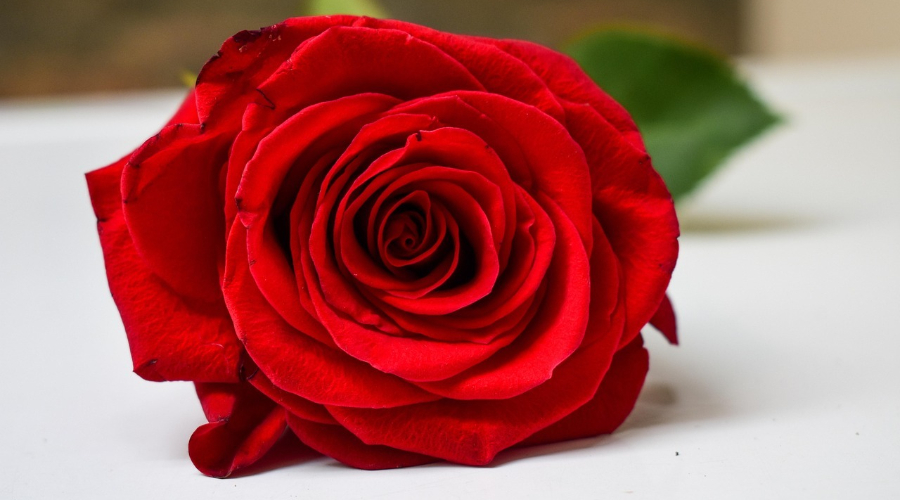 Rosa
